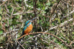 カワセミポーズ-3