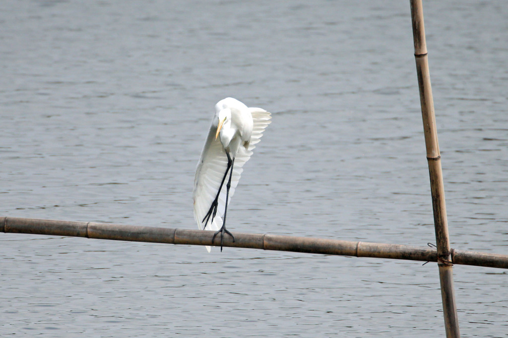 白鷺の湖踊ってる