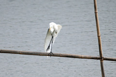 白鷺の湖踊ってる