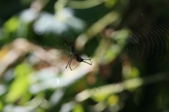 緑のシルエット