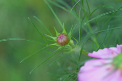 つぼみも綺麗だよ