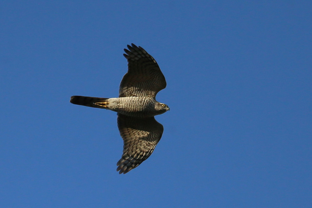 青空にハイタカ