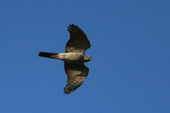 青空にハイタカ