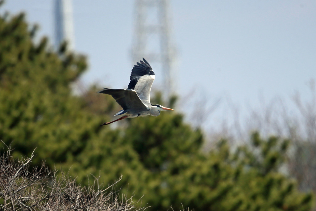 アオサギ定番写真