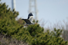 アオサギ定番写真