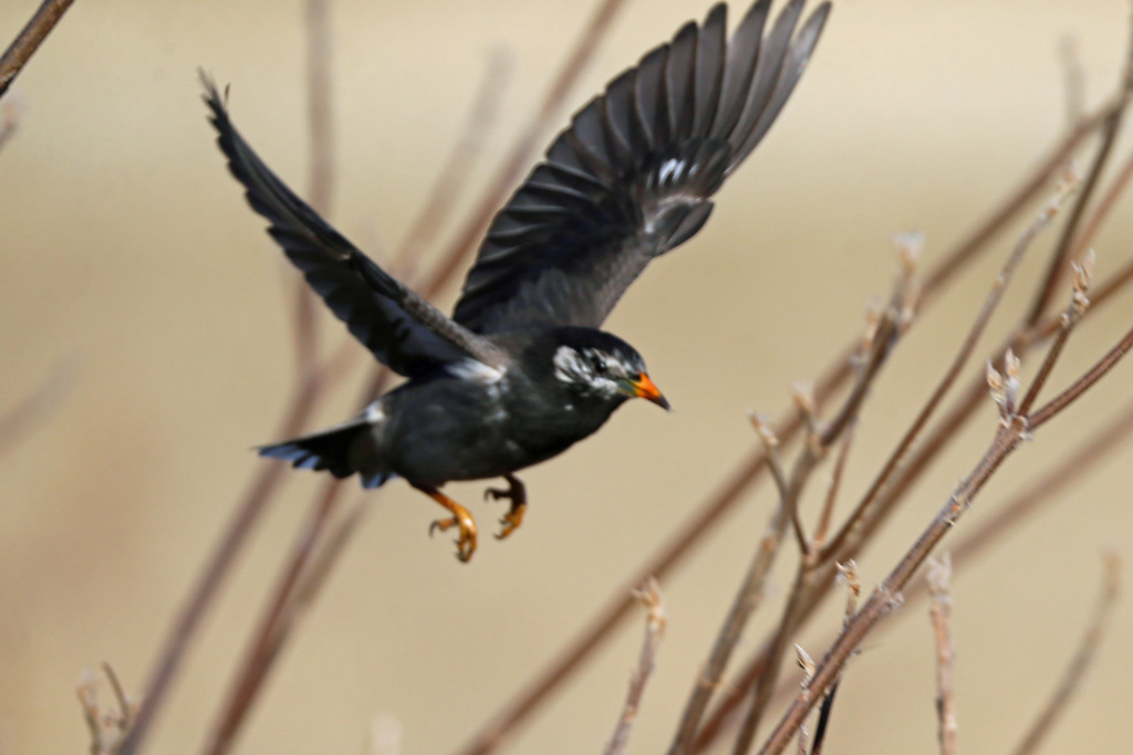 ムクドリ飛び出し