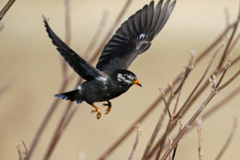 ムクドリ飛び出し