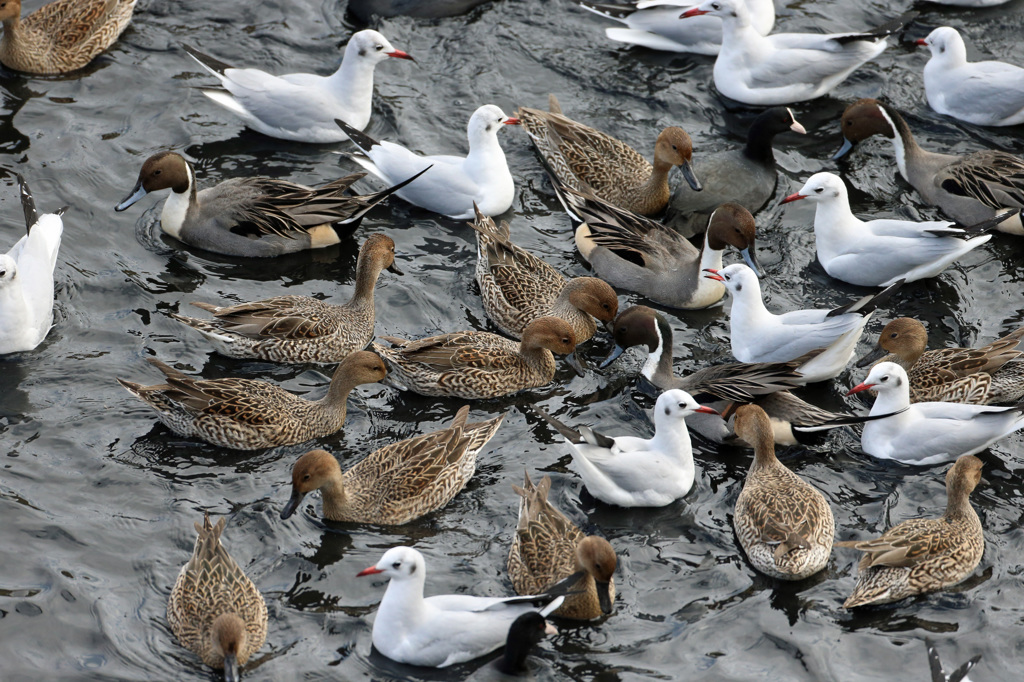 おとなしい争奪戦