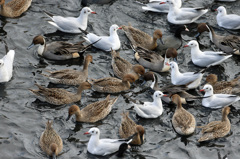 おとなしい争奪戦