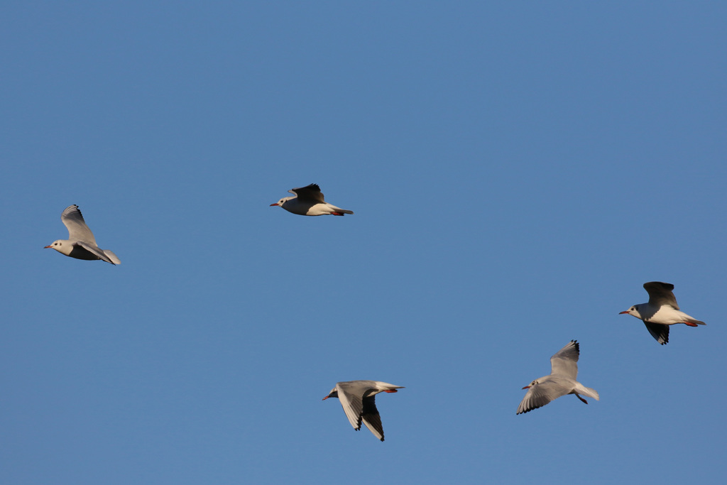 ユリカモメ飛ぶ