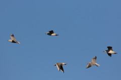 ユリカモメ飛ぶ