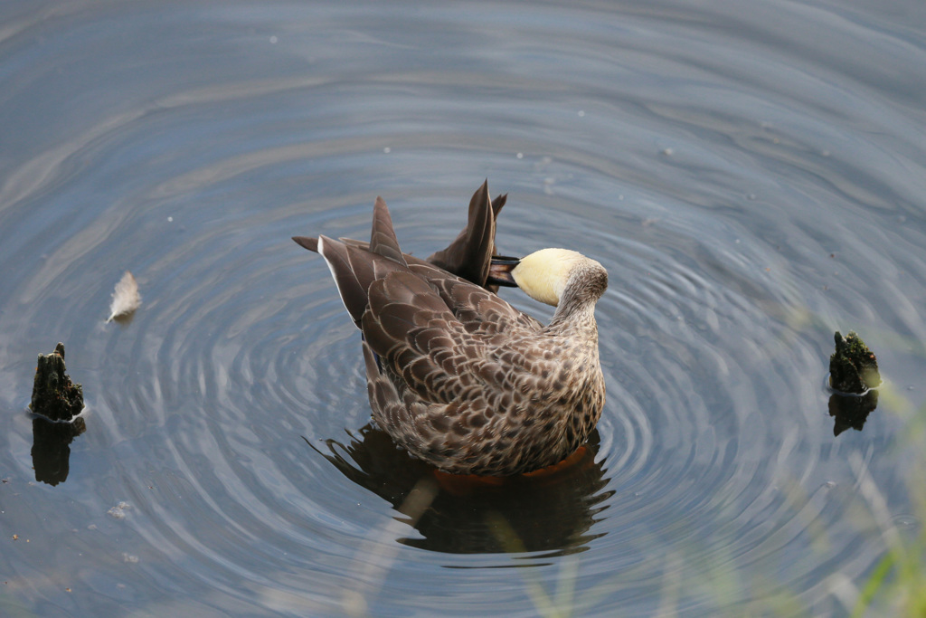 カルガモポーズ-7