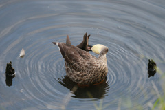 カルガモポーズ-7