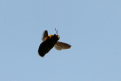 クマバチホ場リングその1