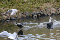 カモメ食い逃げ