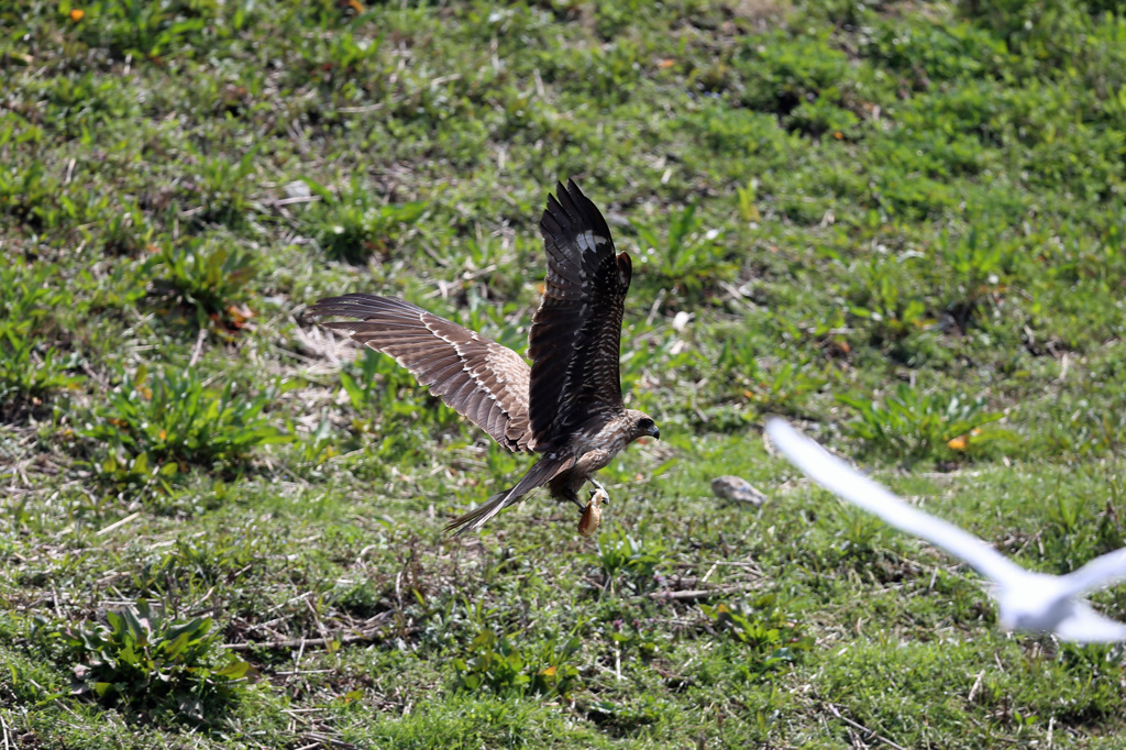魚の切り身ゲット