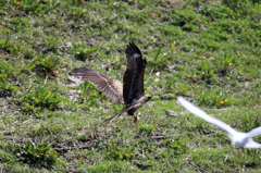 魚の切り身ゲット
