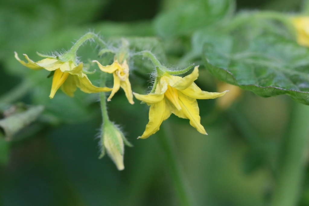 実のならない花