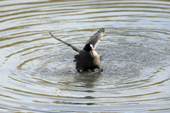 肥満のオオバン