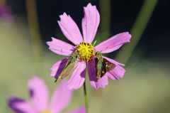 恋セセリどうし