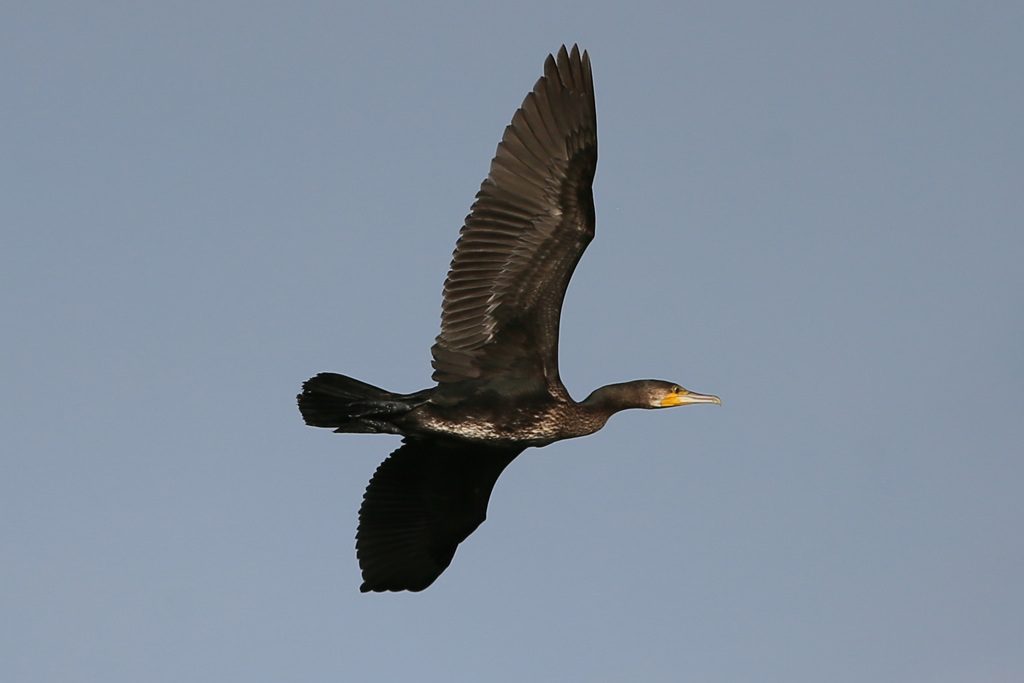 カワウの飛び方-3