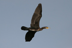 カワウの飛び方-3