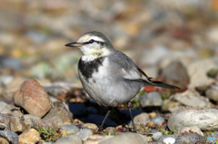 目の前にハクセキレイ