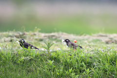 父ちゃん待って