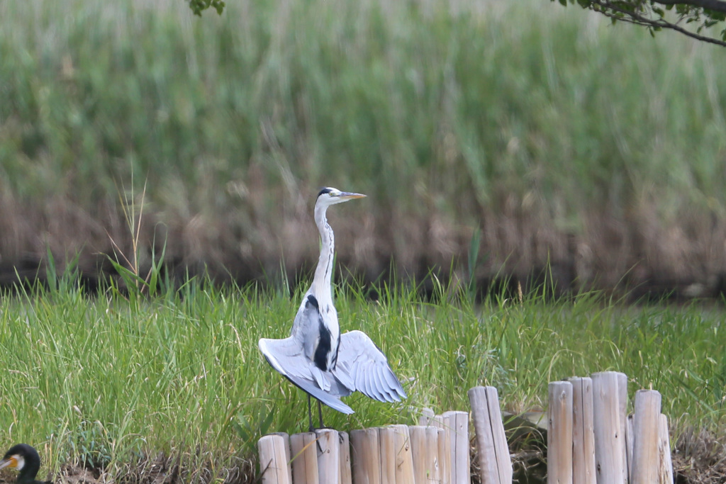 アオサギの胡坐