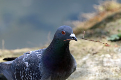 巣作り頑張って