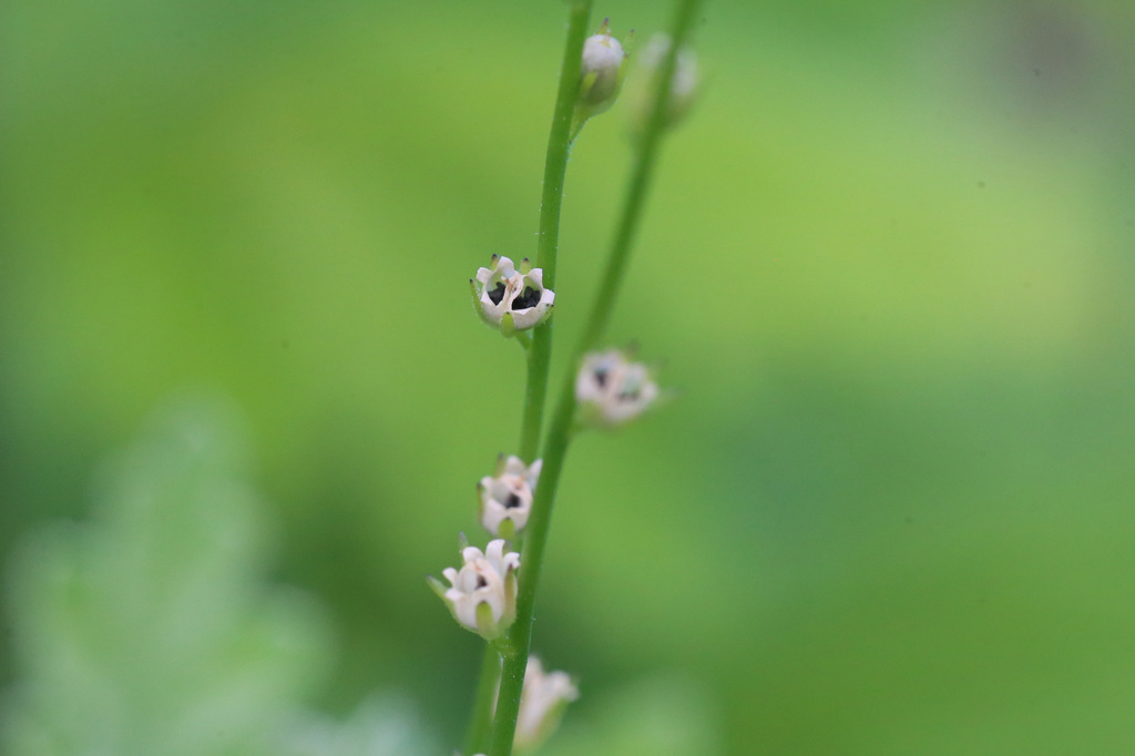 小さいほうが可愛いよ