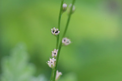 小さいほうが可愛いよ