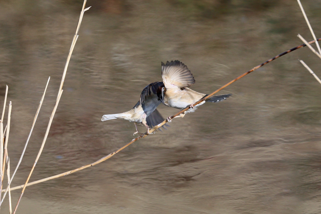 スズメの決闘-1