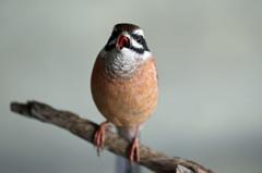 本物そっくりです-2