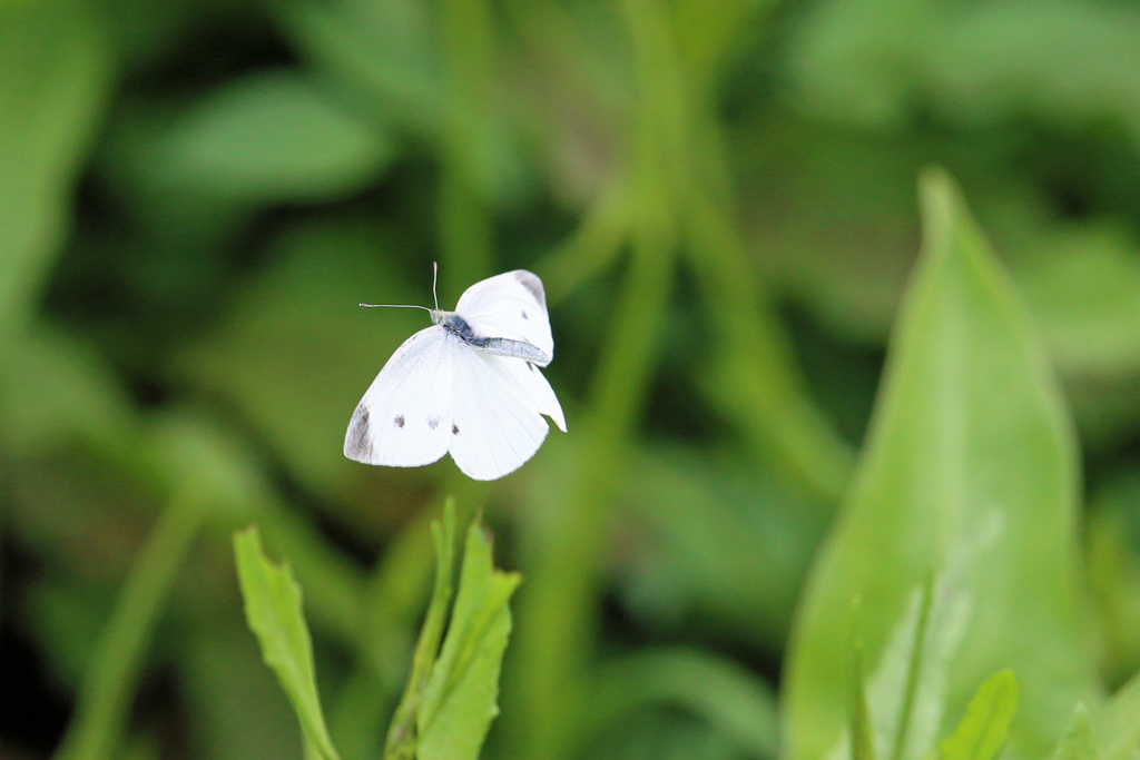 チョウが飛ぶ-2