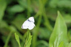 チョウが飛ぶ-2