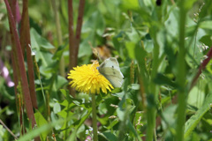 モンシロチョウ発見