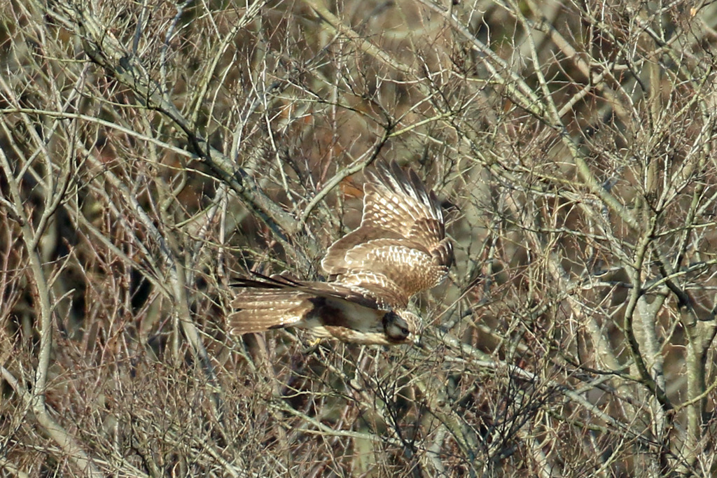 ノスリ飛び出し