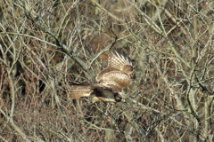 ノスリ飛び出し