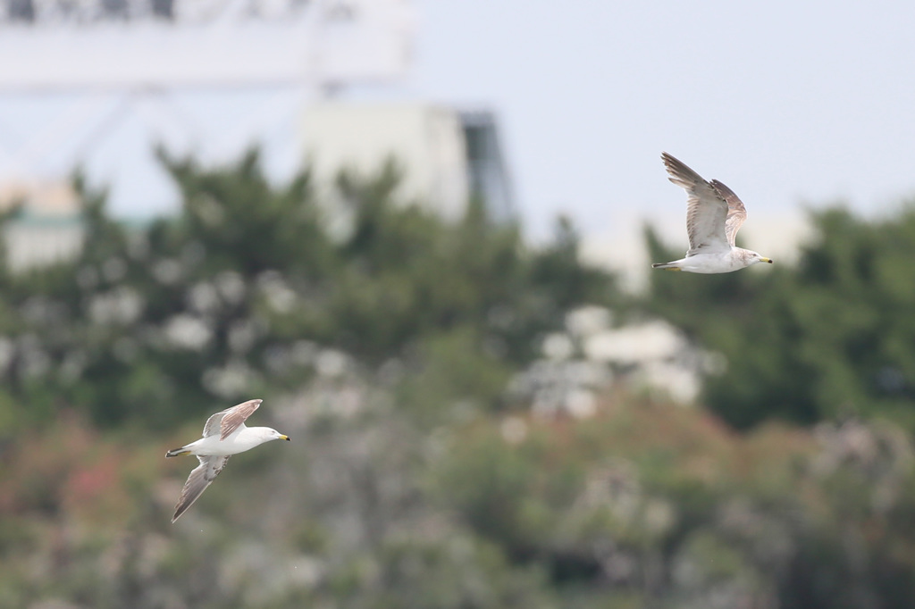父ちゃんおいてかないで～