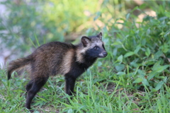 後ろ足つっぱてます