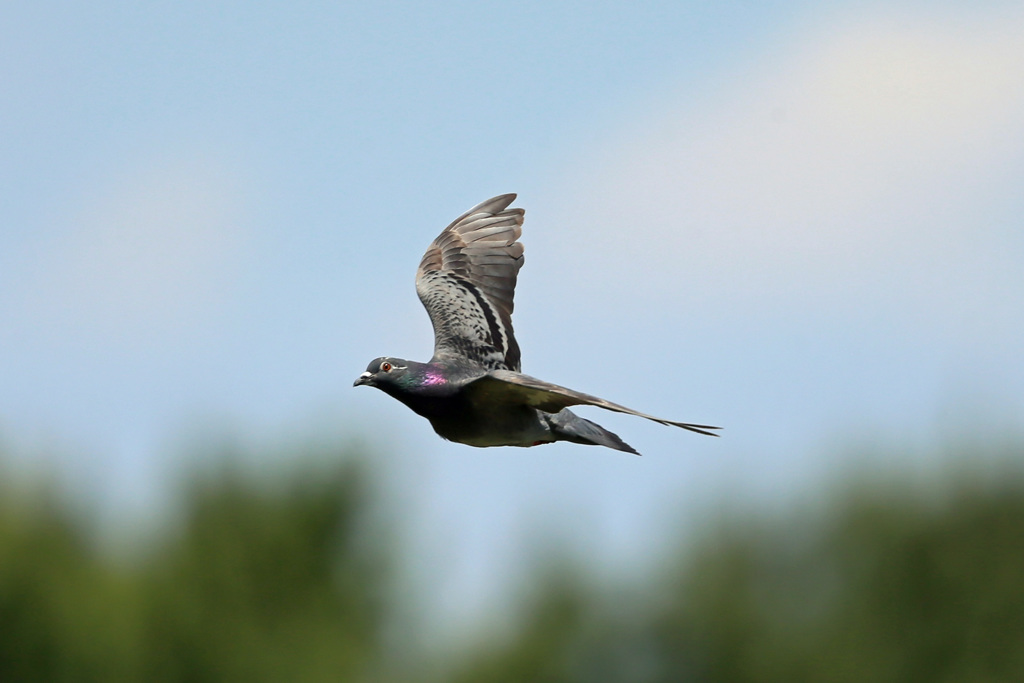 僕だってかっこいいでしょ