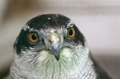 ポートレート-1