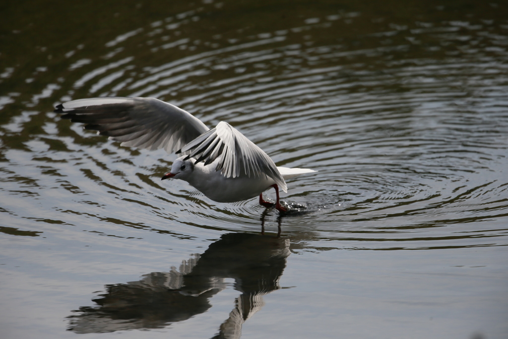 ユリカモメ飛び出しその1