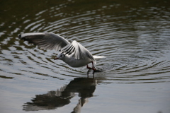 ユリカモメ飛び出しその1