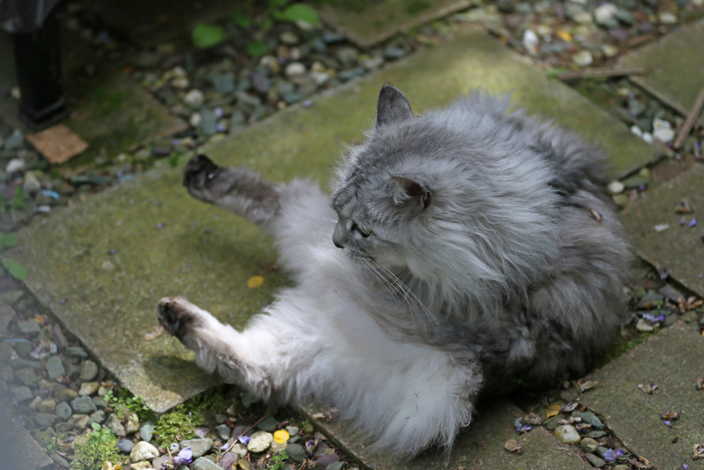 お手入れ大変にゃ