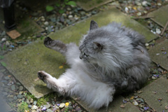 お手入れ大変にゃ