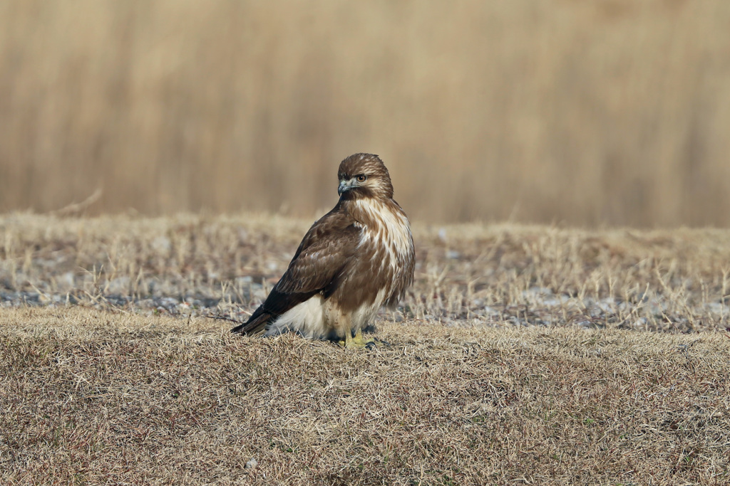 ノスリ君ポートレイト