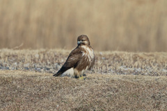 ノスリ君ポートレイト