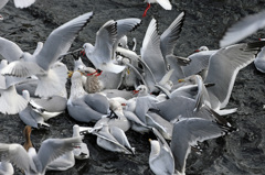 今日も激しい争奪戦